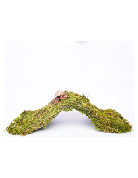 Puente de Escalada para Cangrejos Ermitaños Begeterday 34 cm