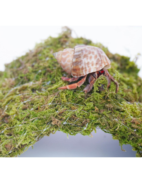 Puente de Escalada para Cangrejos Ermitaños Begeterday 34 cm