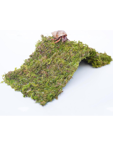 Puente de Escalada para Cangrejos Ermitaños Begeterday 34 cm