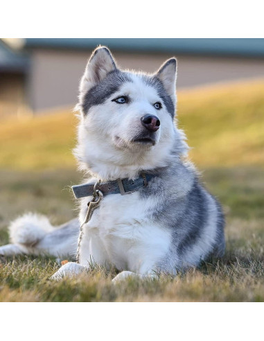 Clip de Seguridad para Collar de Perro DEYACE 20cm y 25cm Negro