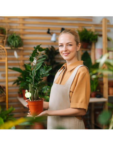 4 Esferas de Autorriego de Vidrio FWYDRJZC 20.3 cm Verde