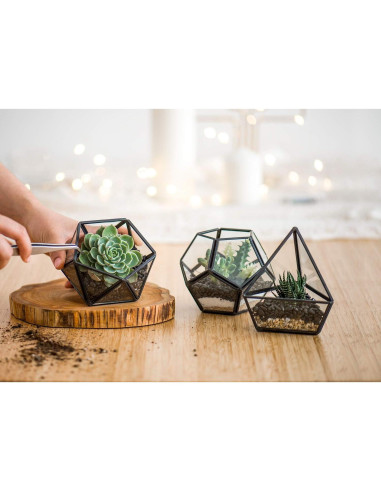 Terrarios Geométricos de Vidrio Mkono - 3 Piezas con Suculentas