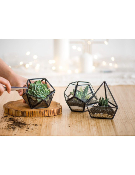 Terrarios Geométricos de Vidrio Mkono - 3 Piezas con Suculentas