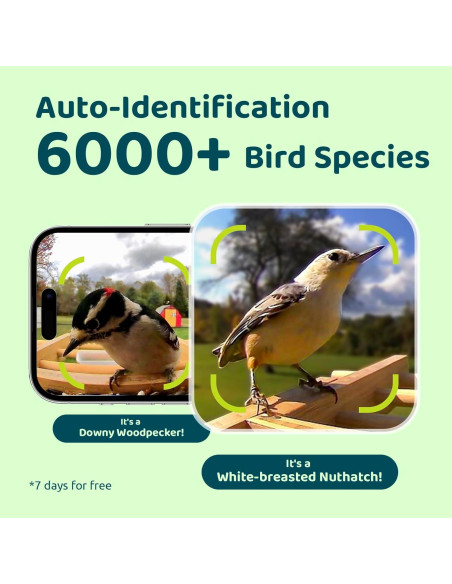 Comedero de Aves Inteligente NETVUE de Bambú con Cámara 1080P Comedero de Aves Inteligente NETVUE de Bambú con Cámara 1080P