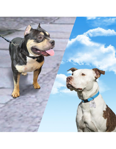 Correa de Reemplazo PaiPaitek para Collares de Entrenamiento - Reflectante y Duradera, 2 Paquetes