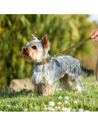 Collar para Perro Didog de Cuero PU Verde Oscuro Talla S 25-41 cm