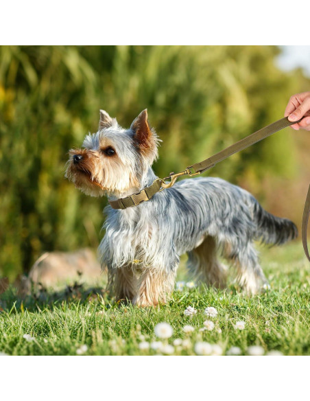 Collar para Perro Didog de Cuero PU Verde Oscuro Talla S 25-41 cm