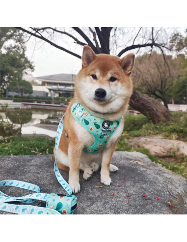 Conjunto Arnés y Correa Ajustable Coowone para Perro Mediano
