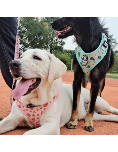 Conjunto Arnés y Correa Ajustable Coowone para Perro Mediano