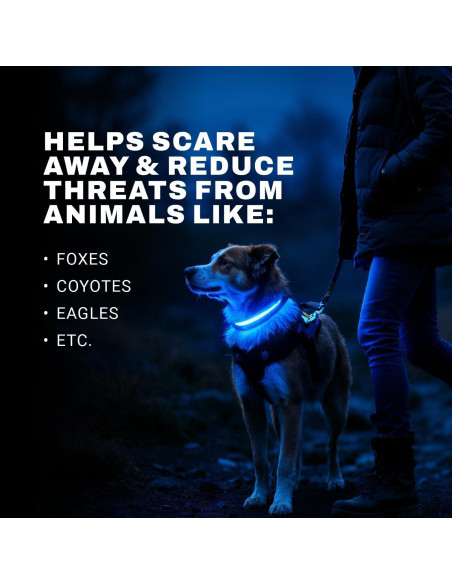 Collar LED para Perros ZAPRIX - Impermeable y Recargable USB-C
