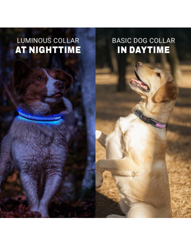 Collar LED para Perros ZAPRIX - Impermeable y Recargable USB-C