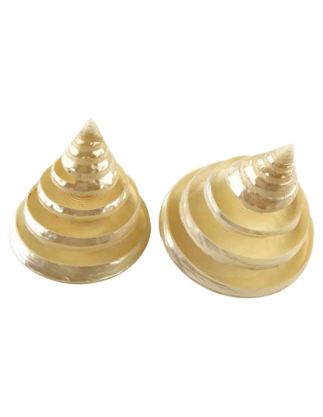 Conchas Turbo Arapica Pulida Blanca MMvolesy - 2 Piezas 5-6.35 cm