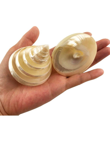 Conchas Turbo Arapica Pulida Blanca MMvolesy - 2 Piezas 5-6.35 cm