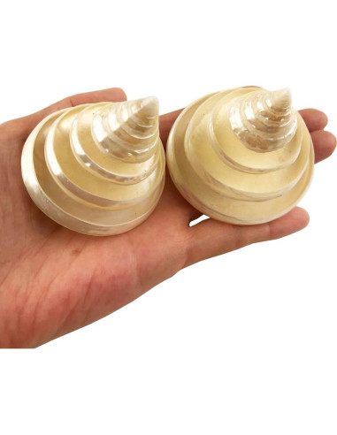 Conchas Turbo Arapica Pulida Blanca MMvolesy - 2 Piezas 5-6.35 cm