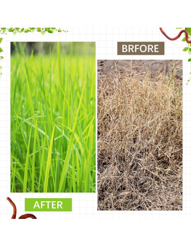 4 Compostores de Gusanos Inground MorningRo 23x23x15cm