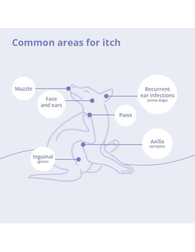 Champú Veterinario Dechra 473 ml para Perros, Gatos y Caballos