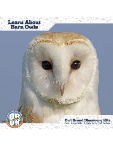 Pellets de Búho OBDK para Disección - 1 Paquete Pequeño