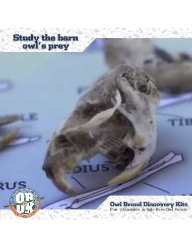 Pellets de Búho OBDK para Disección - 1 Paquete Pequeño