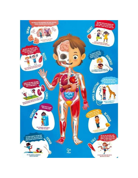 Rompecabezas Educativo Cuerpo Humano Hape 60 Piezas Madera Rompecabezas Educativo Cuerpo Humano Hape 60 Piezas Madera