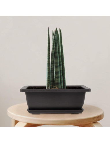 20 Macetas de Plástico para Bonsai 16.5x11.9cm con Bandejas