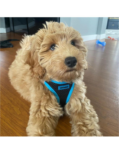 Arnés Reflectante para Perros y Gatos Mejores Suministros S