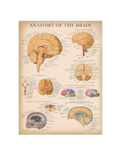 Cartel de Anatomía del Cerebro Laminado Palace Learning 45.72x60.96cm