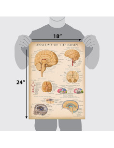 Cartel de Anatomía del Cerebro Laminado Palace Learning 45.72x60.96cm 2