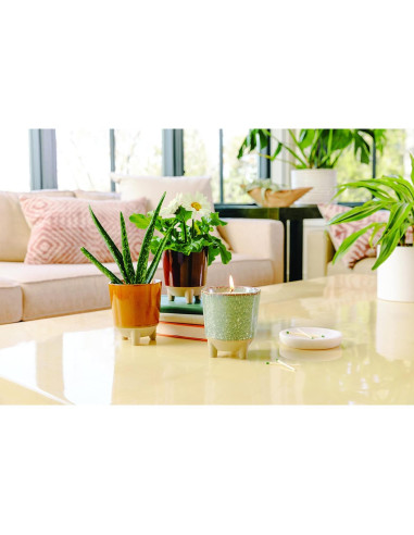 Kit de Crecimiento de Flores + Vela Aromática Modern Sprout