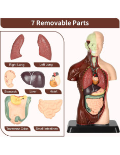 Modelo de Anatomía Humana KlayBear 24.1 cm 8 Piezas Educativo 2