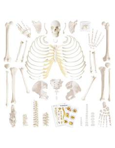 Esqueleto Humano Anatómico Completo 170 cm con Póster