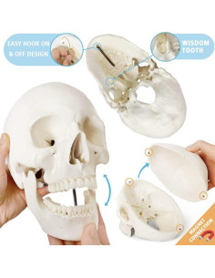 Esqueleto Humano Anatómico Completo 170 cm con Póster 2