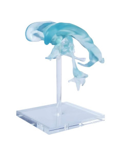 Modelo de Ventrículos Cerebrales Humanos EVOTECH 12x12cm