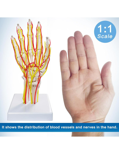 Modelo de Mano con Arterias MediTrainer - Anatomía Detallada 25cm