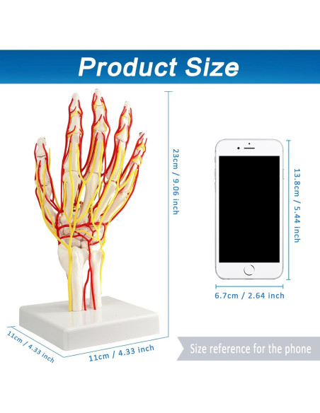 Modelo de Mano con Arterias MediTrainer - Anatomía Detallada 25cm