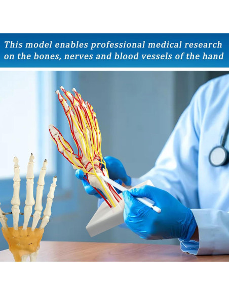 Modelo de Mano con Arterias MediTrainer - Anatomía Detallada 25cm