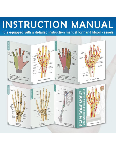 Modelo de Mano con Arterias MediTrainer - Anatomía Detallada 25cm