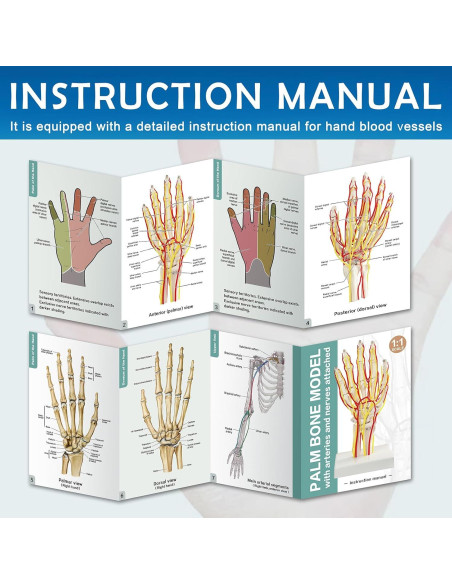 Modelo de Mano con Arterias MediTrainer - Anatomía Detallada 25cm