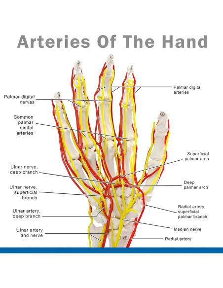 Modelo de Mano con Arterias MediTrainer - Anatomía Detallada 25cm