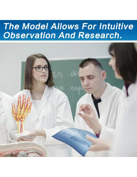 Modelo de Mano con Arterias MediTrainer - Anatomía Detallada 25cm