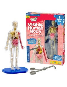 Modelo Cuerpo Humano Visible Thames & Kosmos 22.86 cm