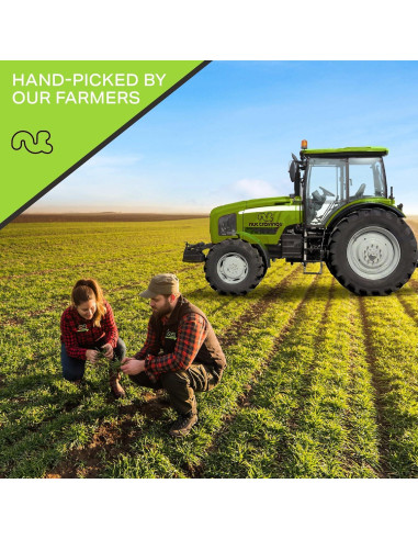 Nueces de Brasil Crudas Nut Cravings 907g Snack Saludable