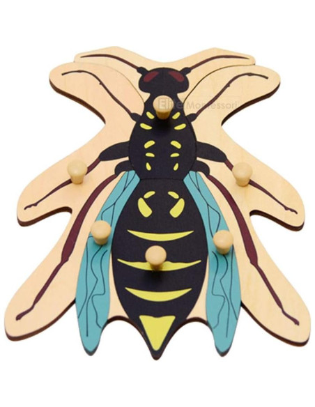 Rompecabezas de Botánica Montessori Elite 24x24 cm