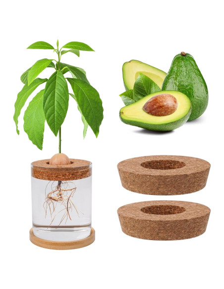 Kit de Crecimiento de Aguacate Bylion 5 Pcs con Jarrón de Vidrio