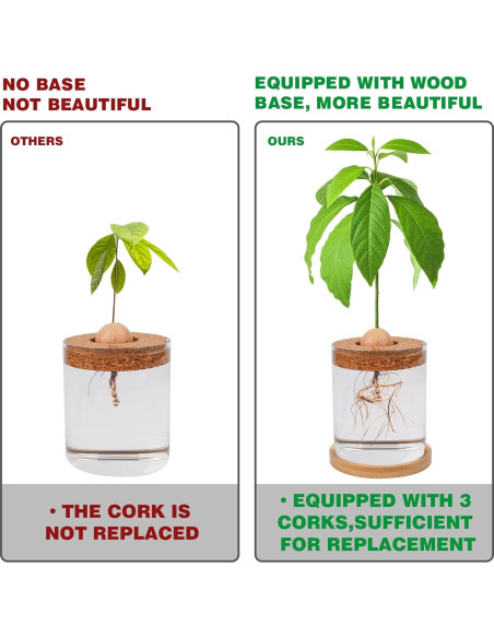 Kit de Crecimiento de Aguacate Bylion 5 Pcs con Jarrón de Vidrio