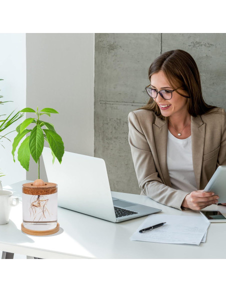 Kit de Crecimiento de Aguacate Bylion 5 Pcs con Jarrón de Vidrio