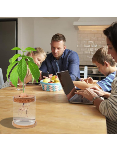 Kit de Crecimiento de Aguacate Bylion 5 Pcs con Jarrón de Vidrio