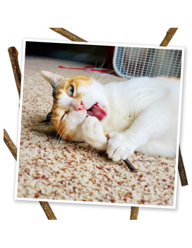 Palos de Silvervine Meowijuana 10 cm para Gatos - Masticables Naturales