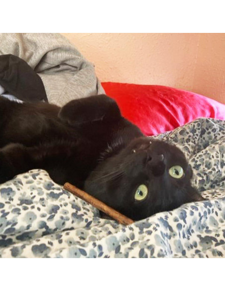 Palos de Silvervine Meowijuana 10 cm para Gatos - Masticables Naturales