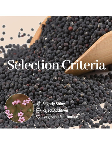 Kit de Acupuntura de Oído Tophld 1200 Semillas y Herramientas