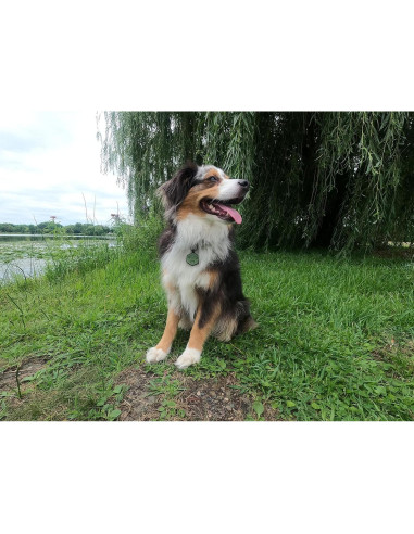 Etiqueta de Identificación Silicona Besties Pets QR Personalizada